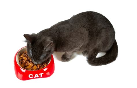 what tea is best for digestion and why do cats like tuna?