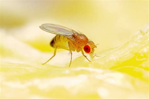 What Temperature Do Fruit Flies Die: Exploring the Intricate World of Insect Mortality and Home Remedies